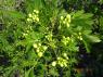Cassia Corymbosa bimbói